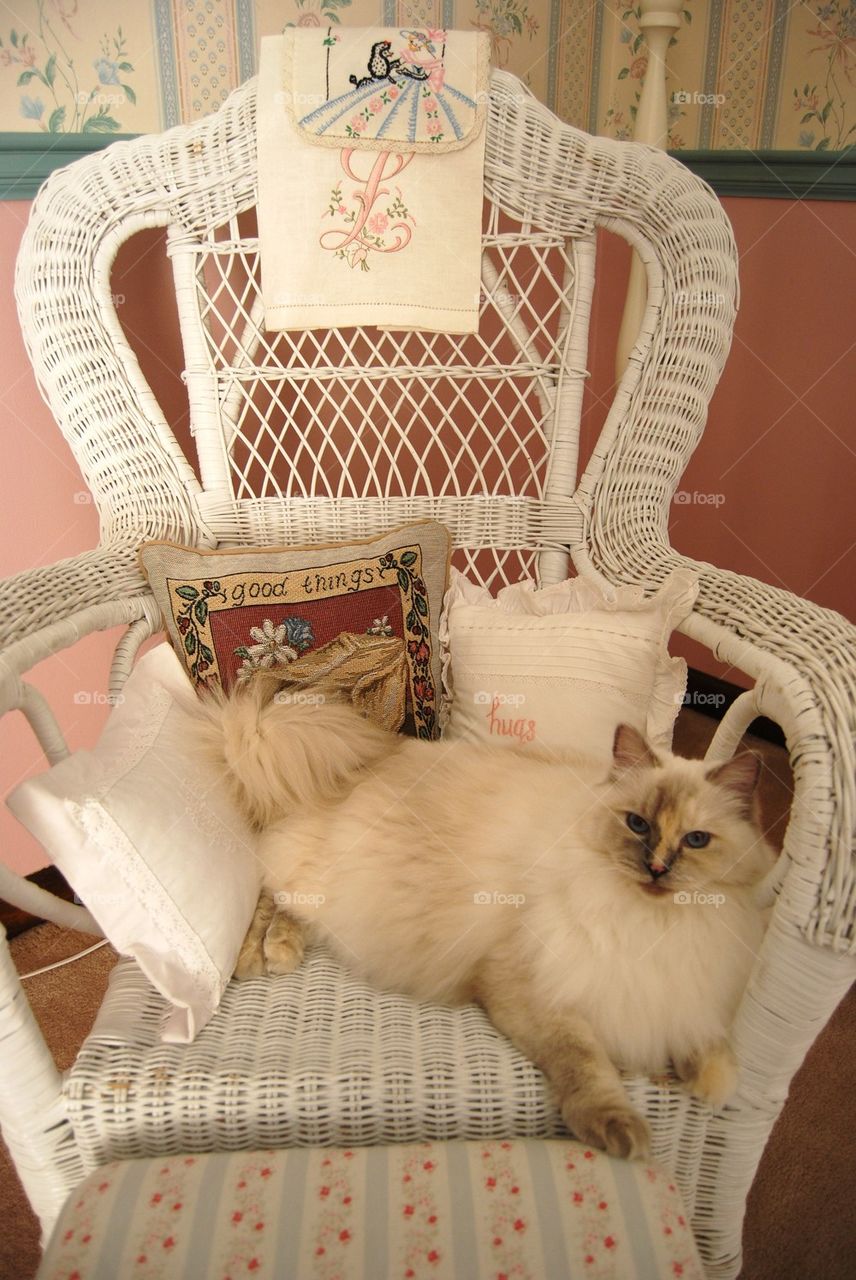 Cat wicker chair "hugs"