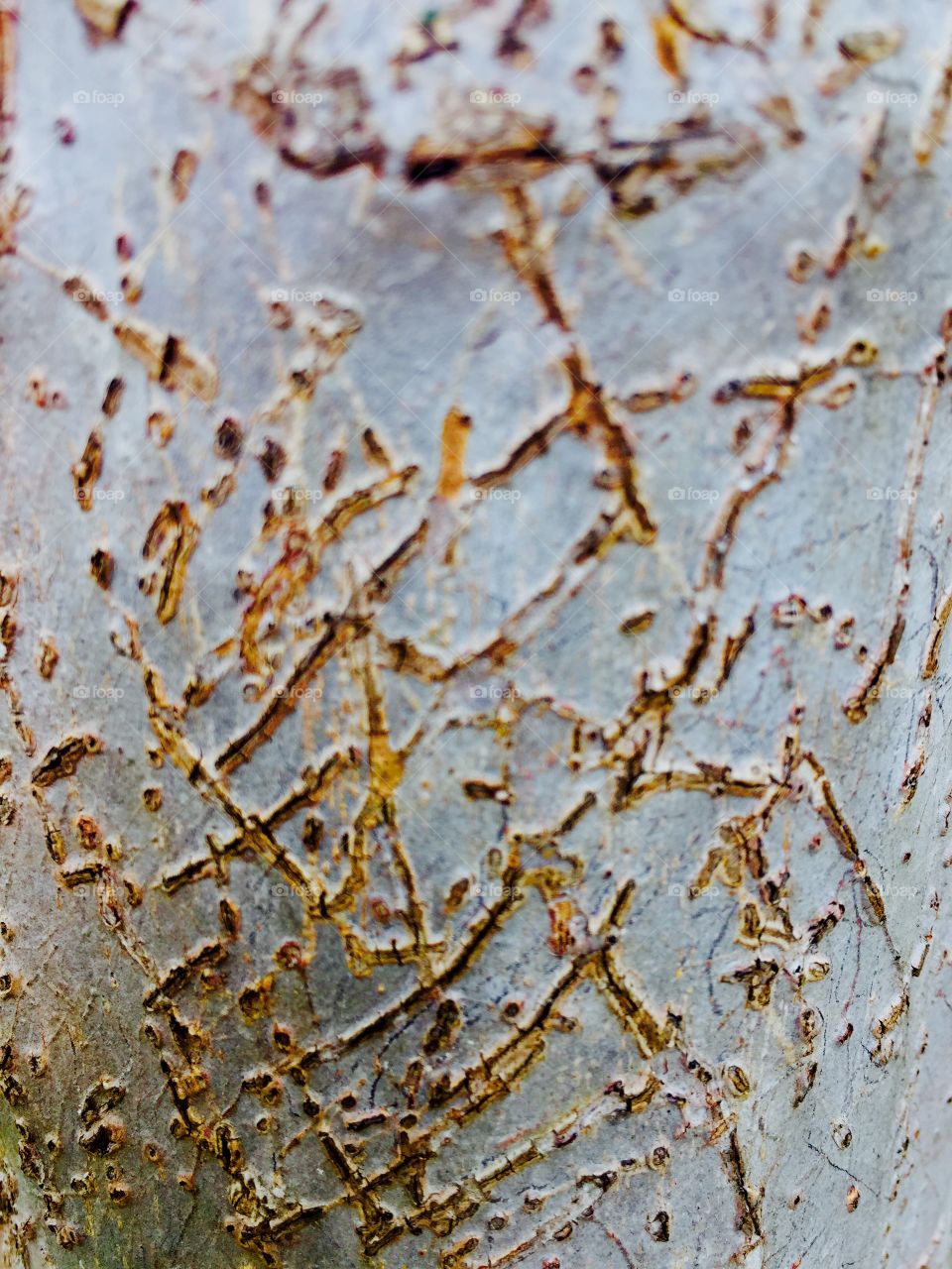 Tree scars 