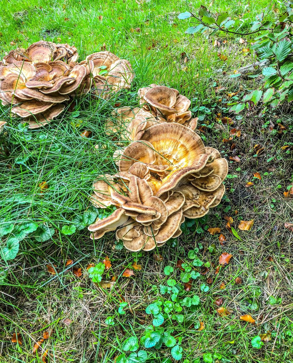 Wild mushrooms 