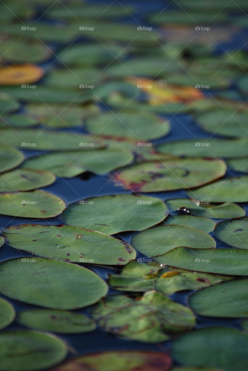 It's not easy being green