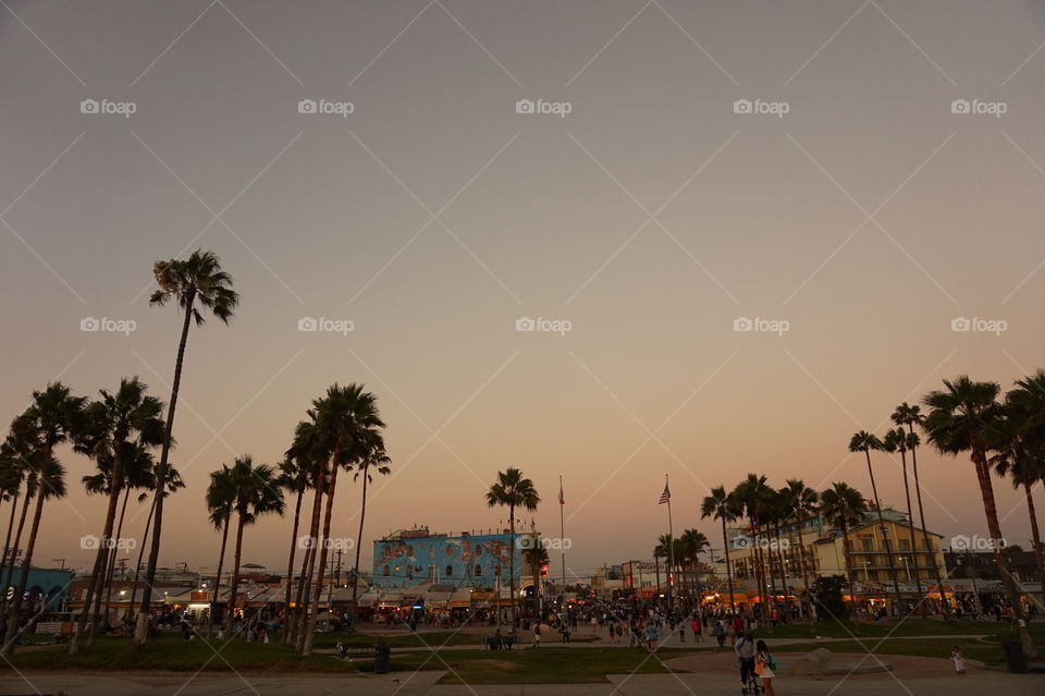venice beach palms at sunset