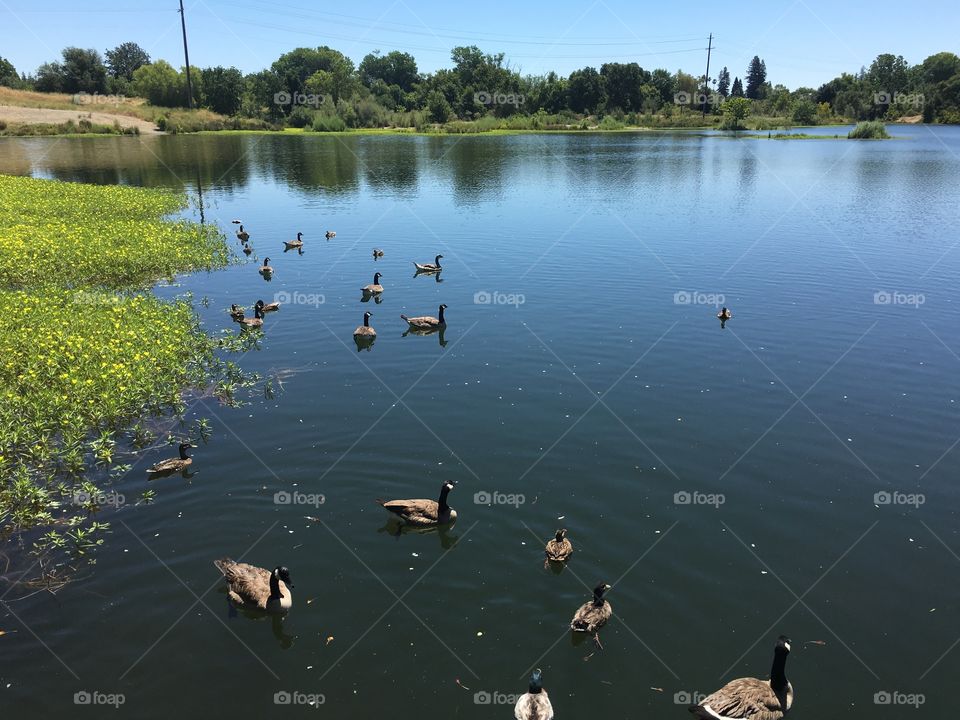 Gaggle of Canada geese swimming in marshland