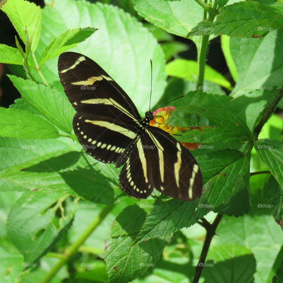 zebra longwing