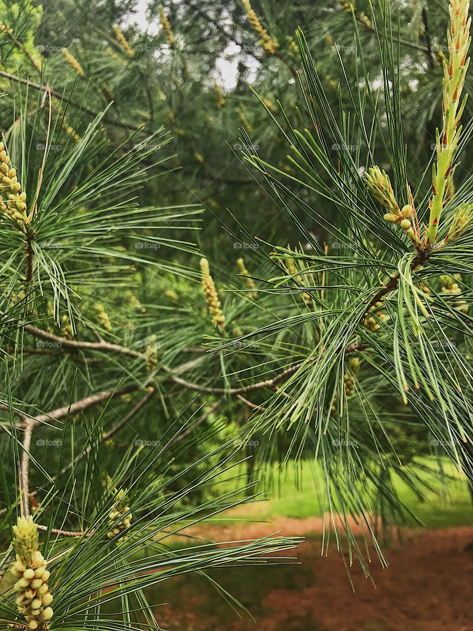 Close up of pine needles on branches of a large pine tree on a summer day 