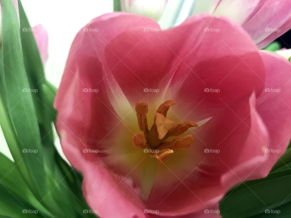 Pink tulips 