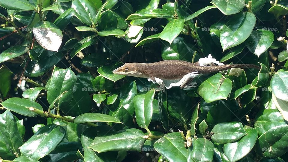 Nature, Tree, Leaf, Outdoors, No Person