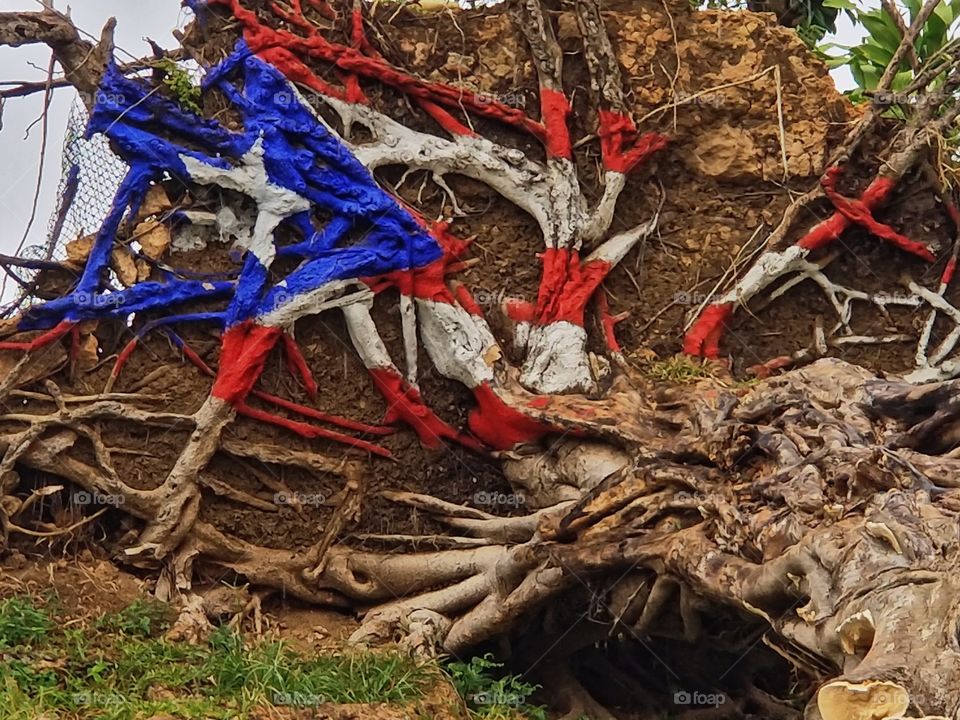 Flag of Puerto Rico painted on a tree that was uprooted from Hurricane Maria