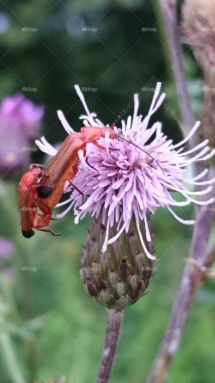 beetles mating on a flower