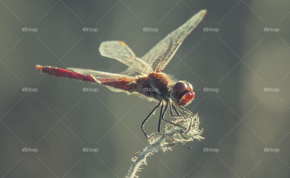 Dragonfly libélula