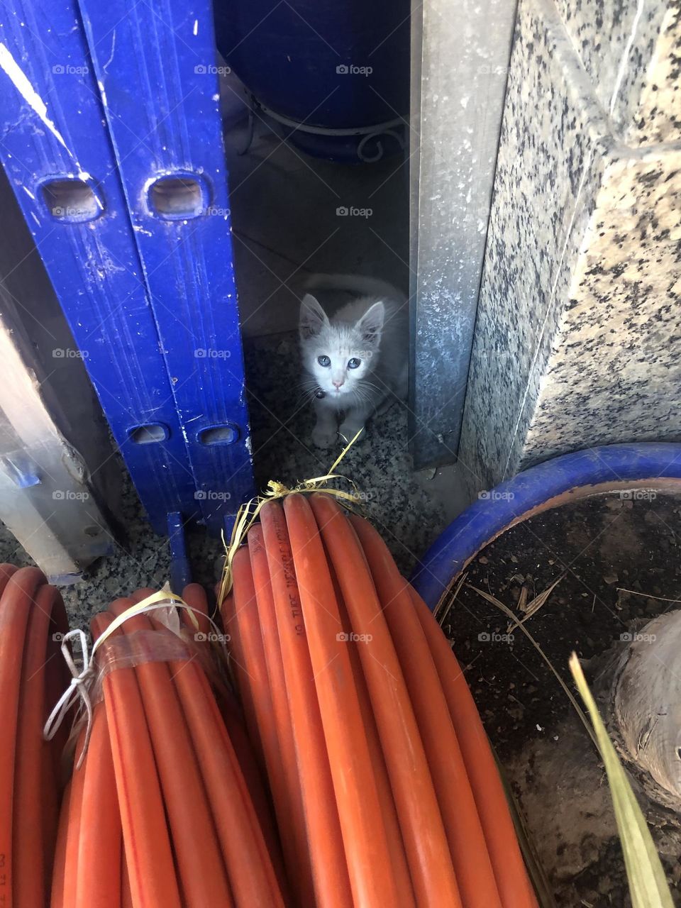 Beautiful cat looking at camera 