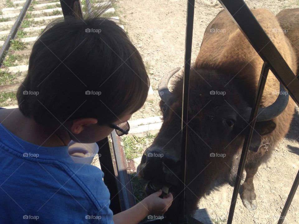 Feeding buffalo