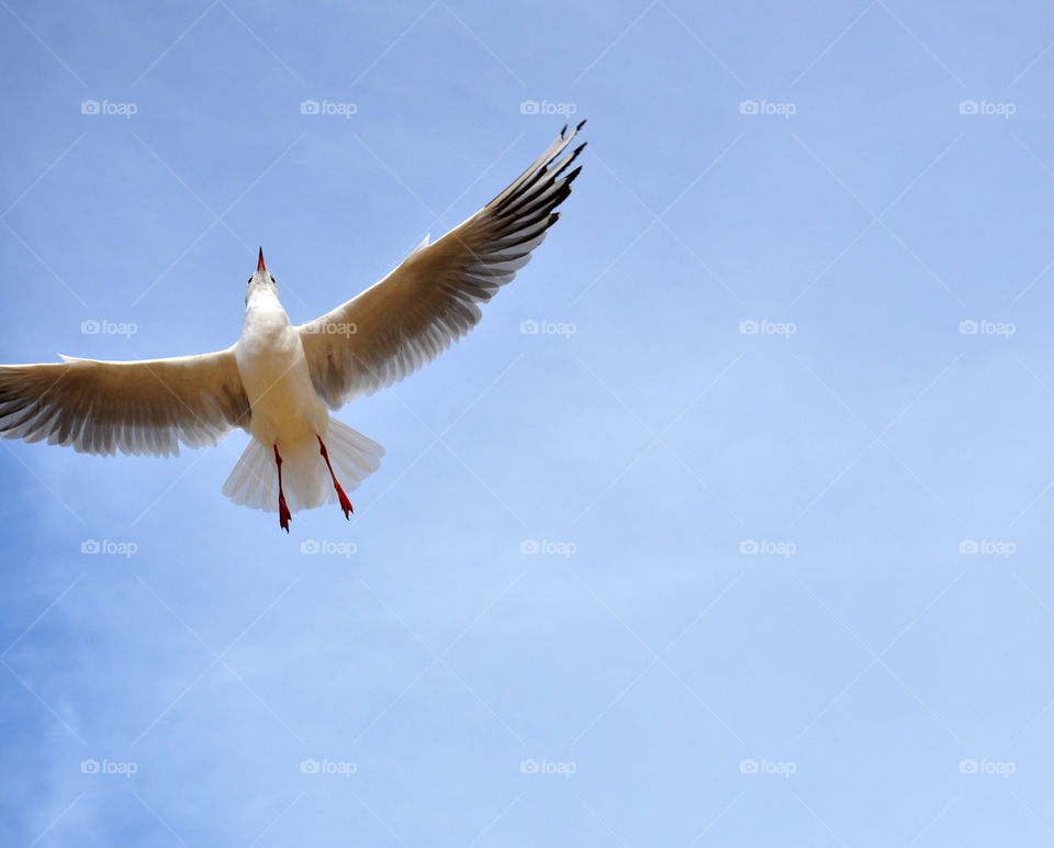 Bird, Seagulls, Flight, Wildlife, Freedom