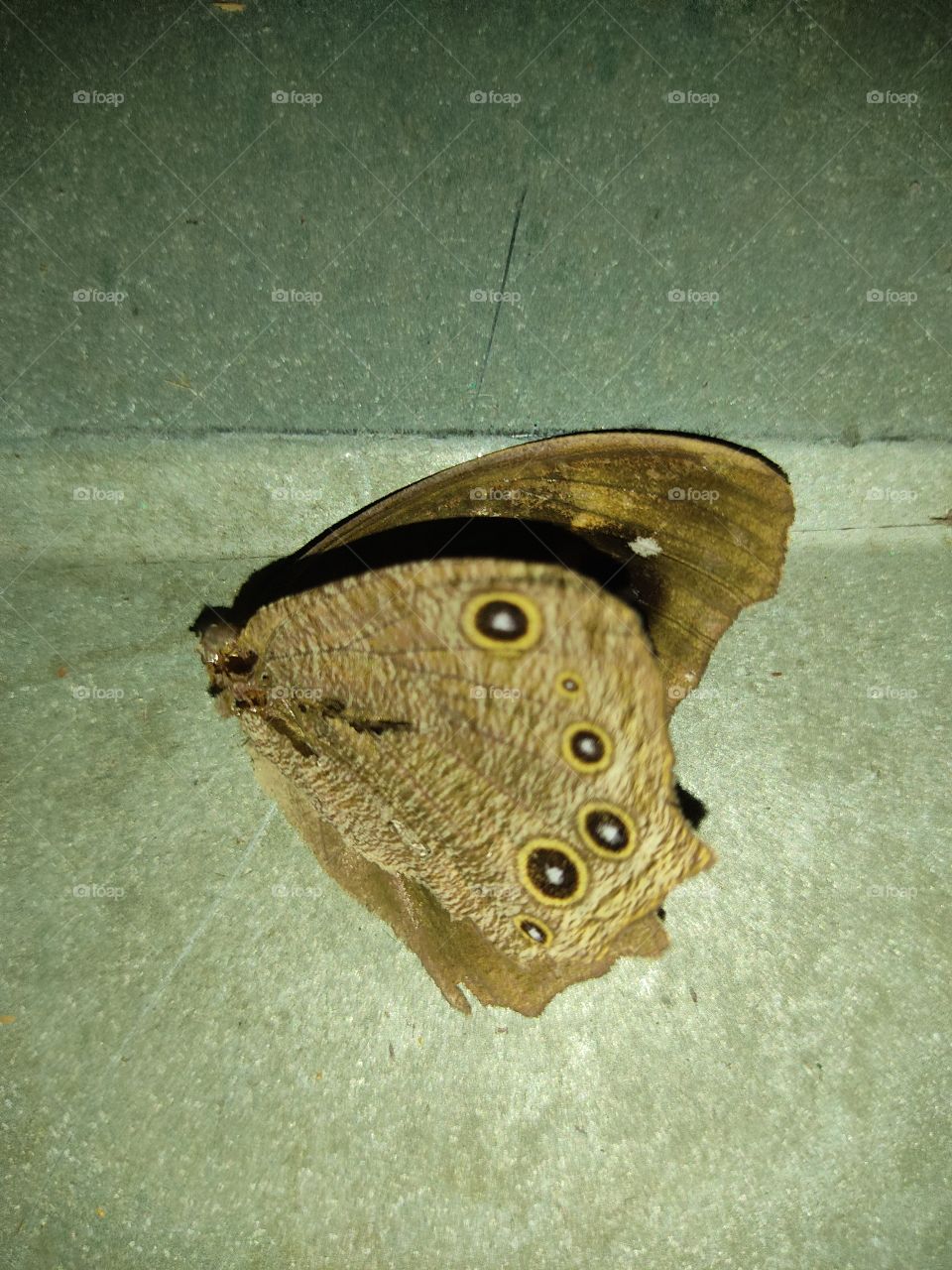 Beautiful winged butterfly 🦋