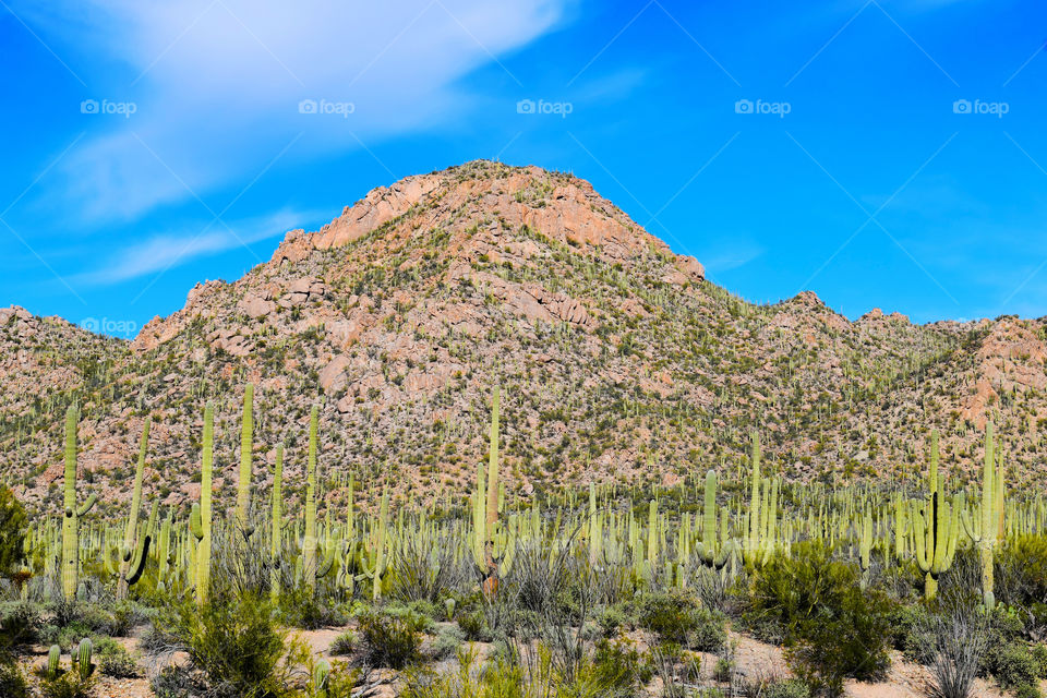 Cactus, Desert, Nature, Landscape, Travel