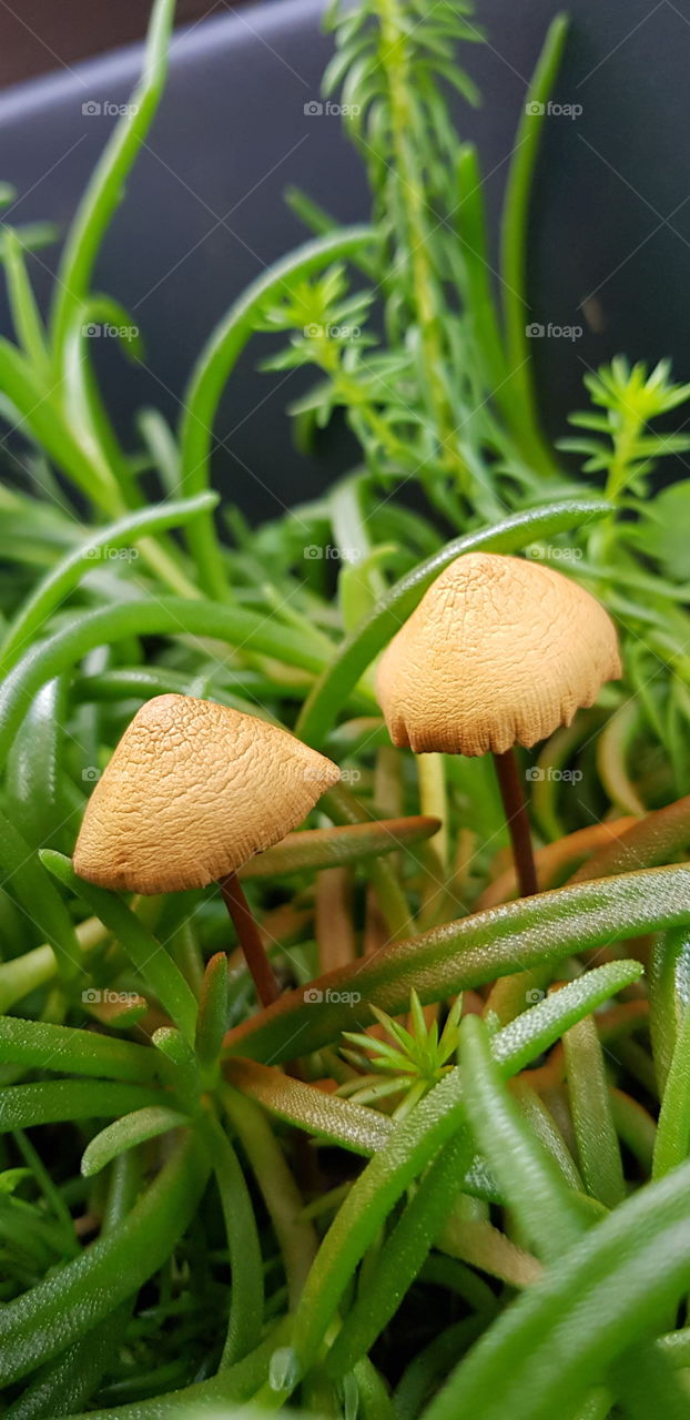 Mushrooms in a flower vase