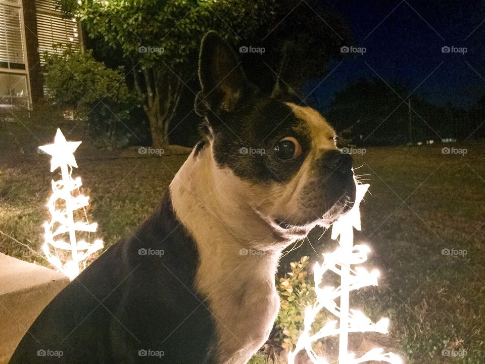 Chief and the Christmas lights