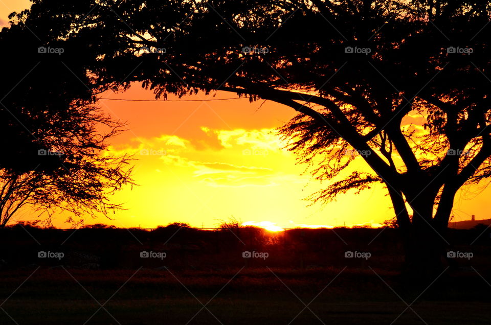 Amazing Silhouette