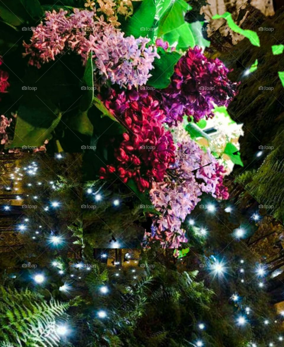 lilacs Ferns and fireflies 4q