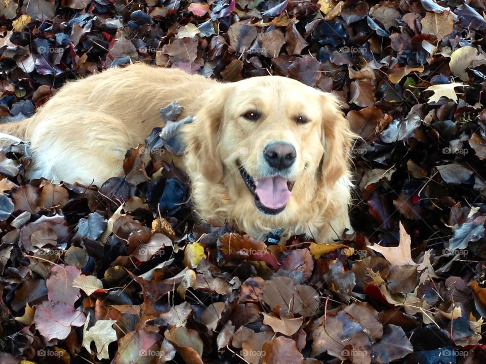 Dog in leaf pile. Our family dog found a pile of leaves to form a cozy bed