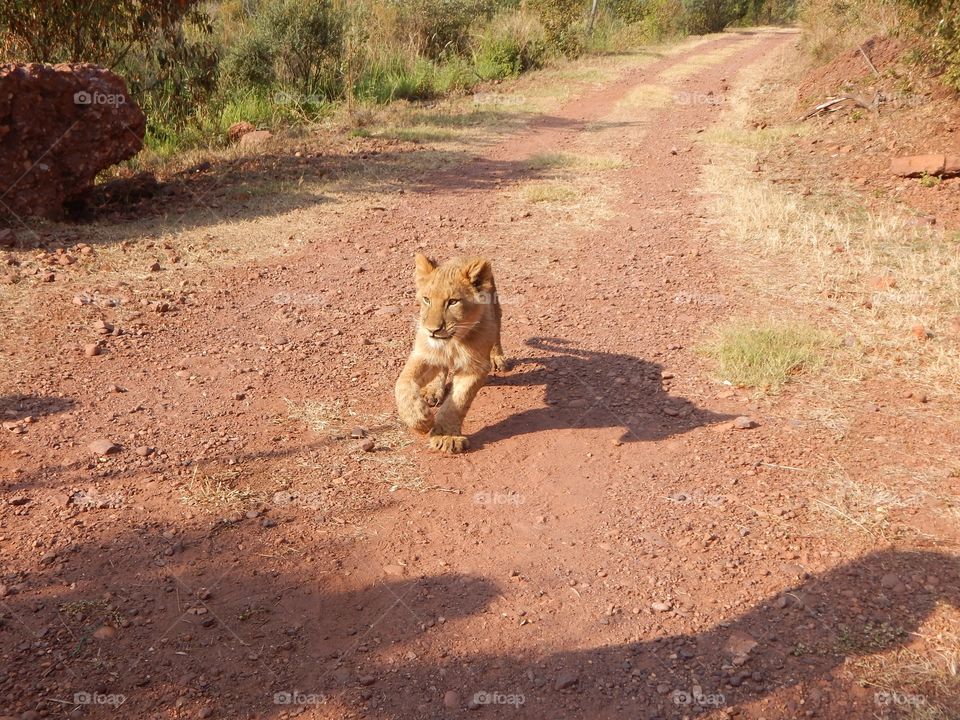 Baby lion running