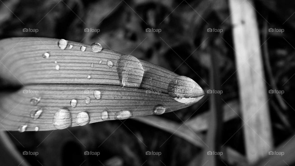 Black and white shot of a wet leaf