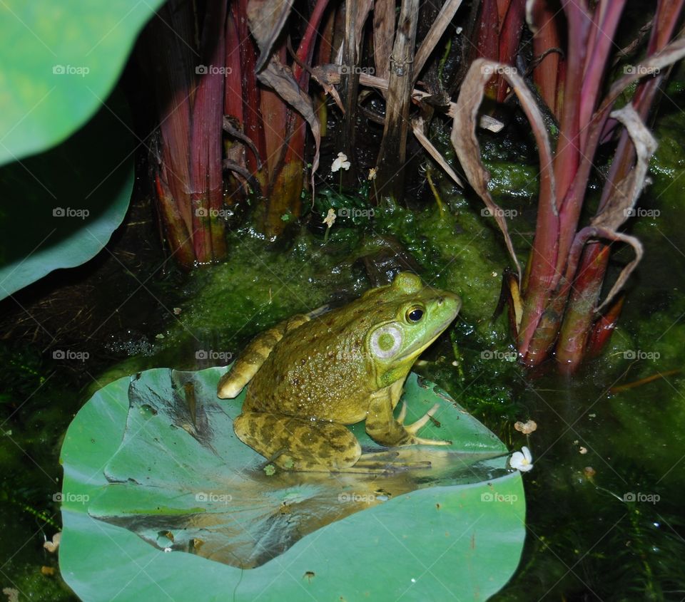 Close-up of a frog on lilypad