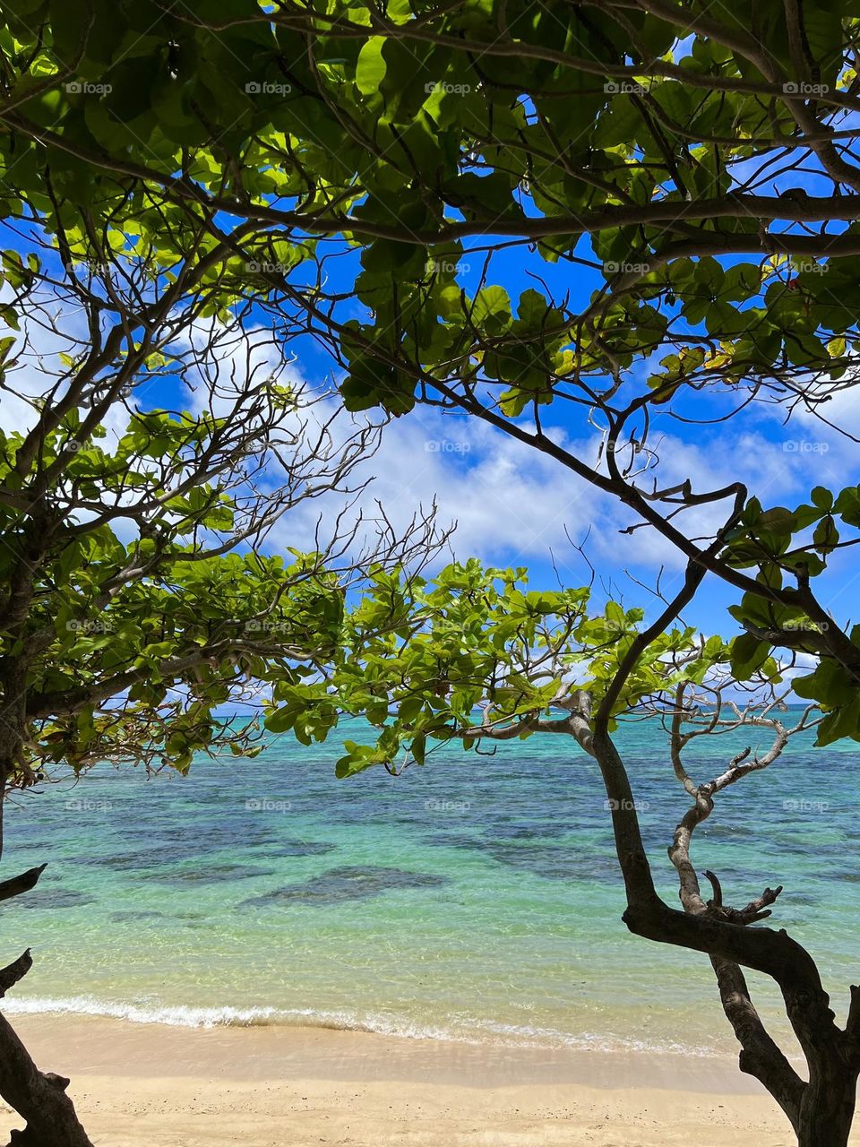 Indian Almond trees on Waimanalo Beach in Waimanalo Hawaii