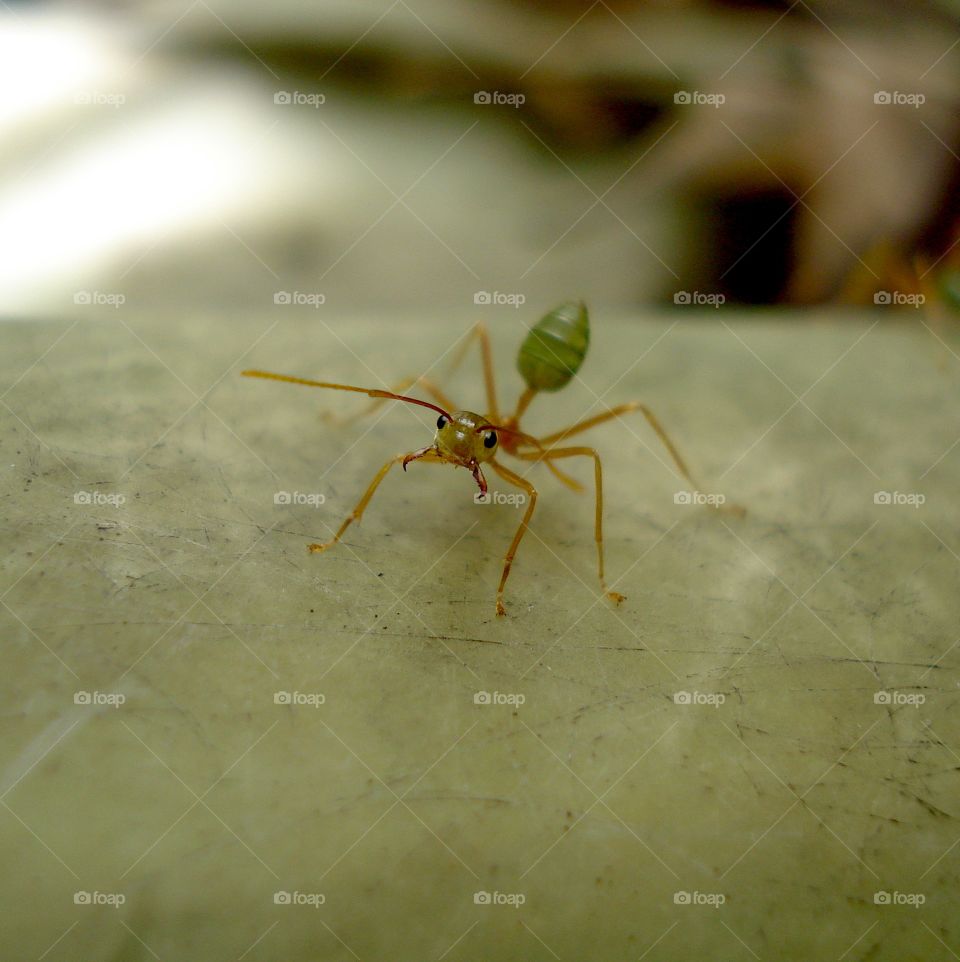 Ready for the battle