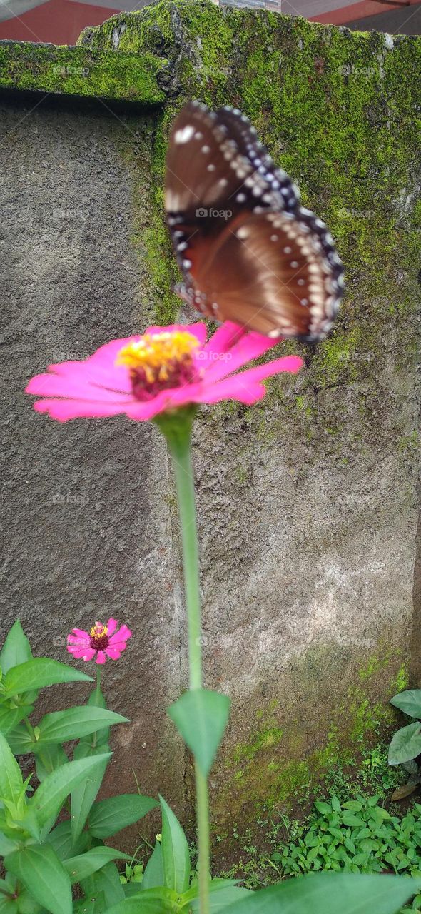 Beautiful butterfly with beautiful color perched on flower