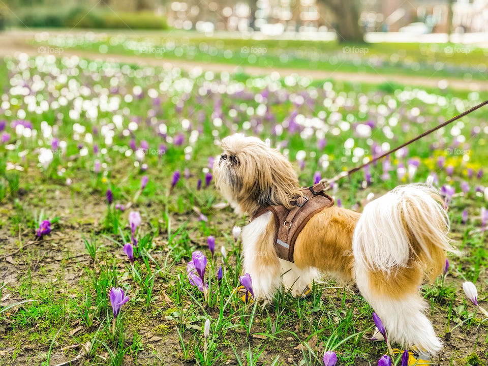 Cute shihtzu walking in the park