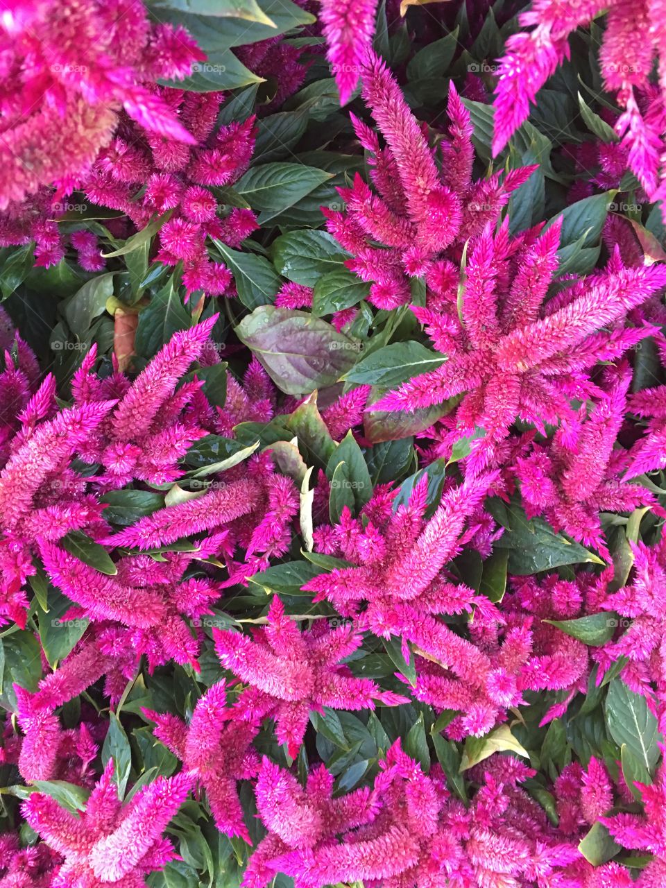 Potted pink flowers surrounded by foliage.