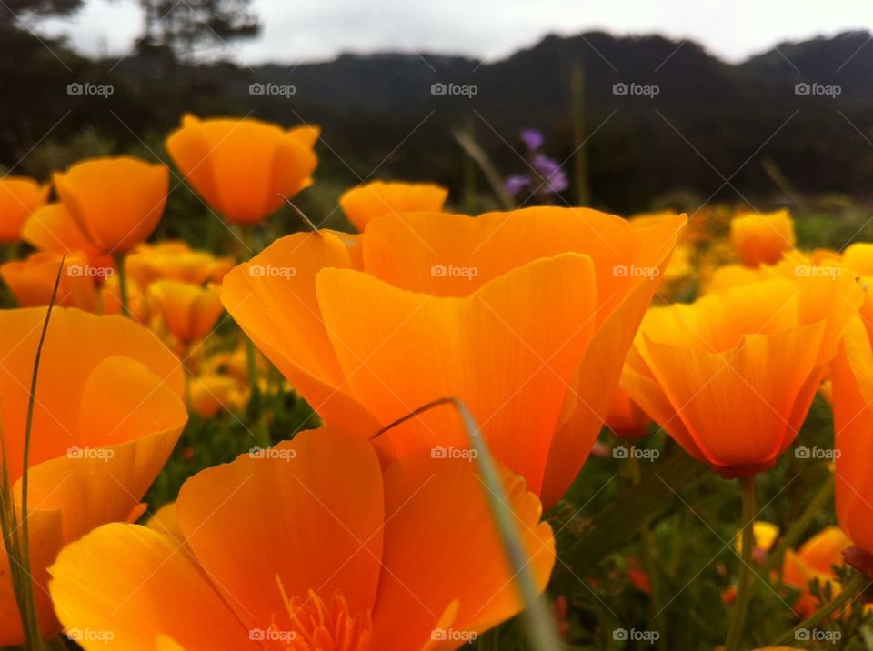 “Flor de California” #Nature #CaliforniaFlower #Orange #Beauty #NoFilter #MontereyCa