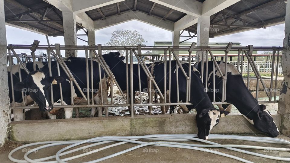 Dairy cows at Chulu Ranch in Beinan Township