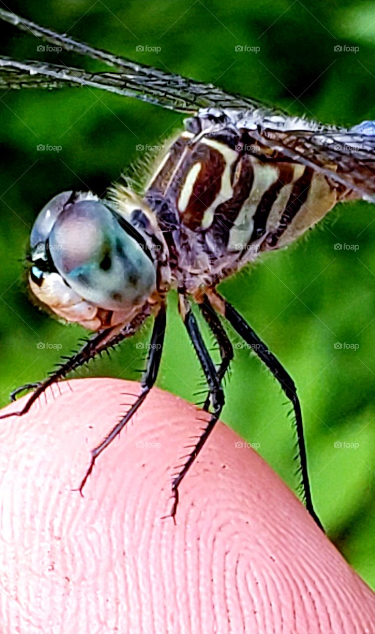 dragonfly on my finger!!