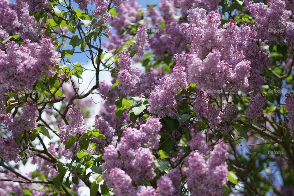 Flieder in der Blüte
