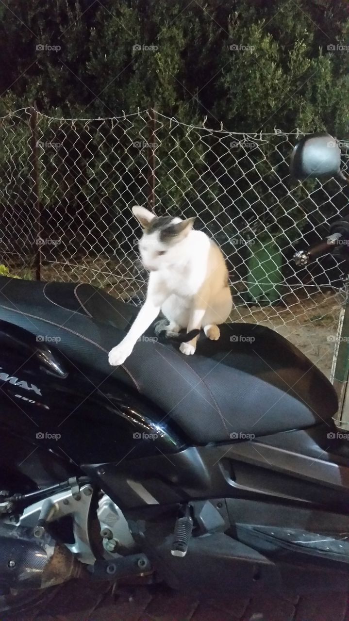 cat on a scooter