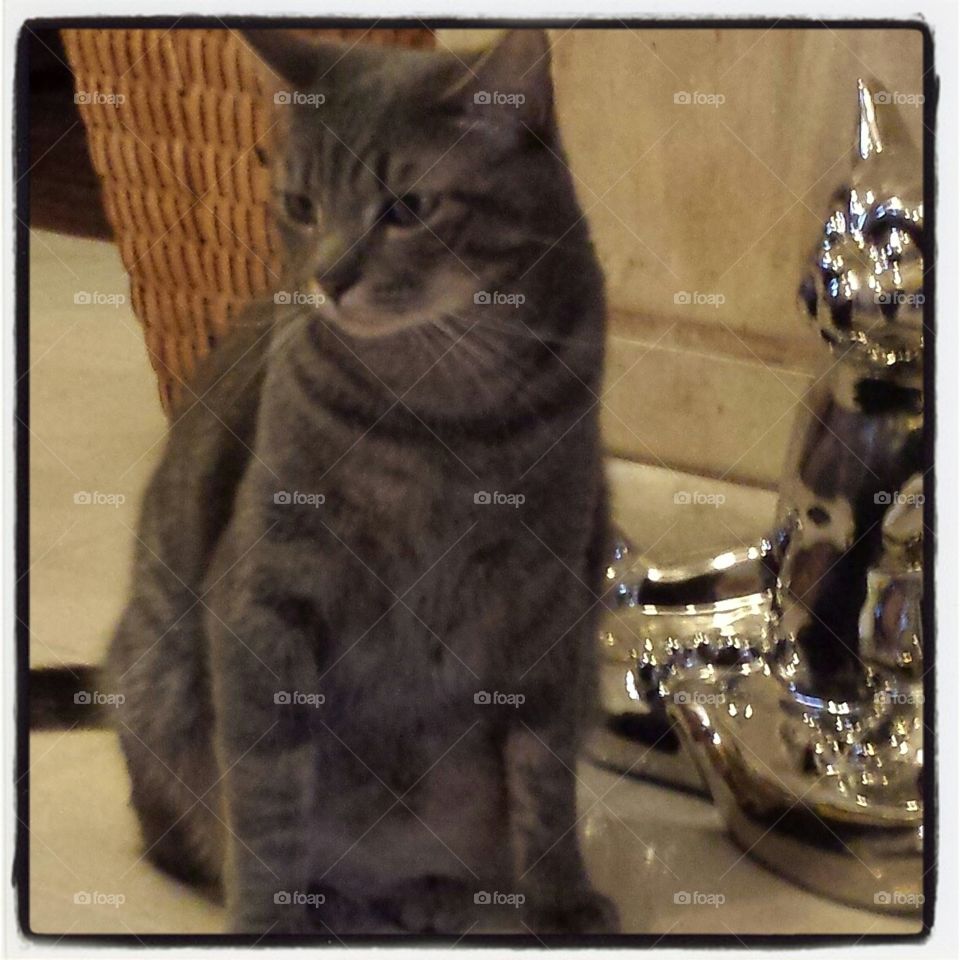 Buddha kitty. Jax and Buddha kitty