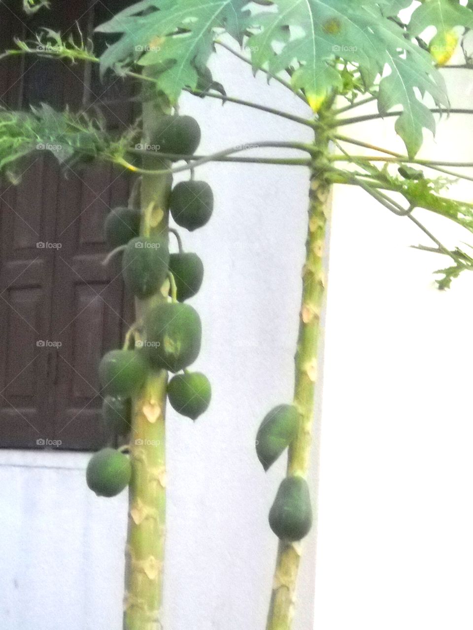 Papaya is the best frouits for protect of heartattact ;leverfantion cancer skin problem etc.