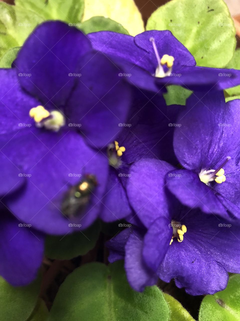 Extreme close up of purple flowers.