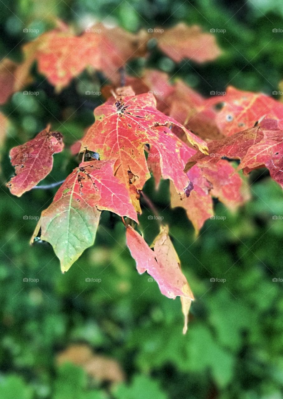 Happy first day of fall! 
Autumn Equinox 2017