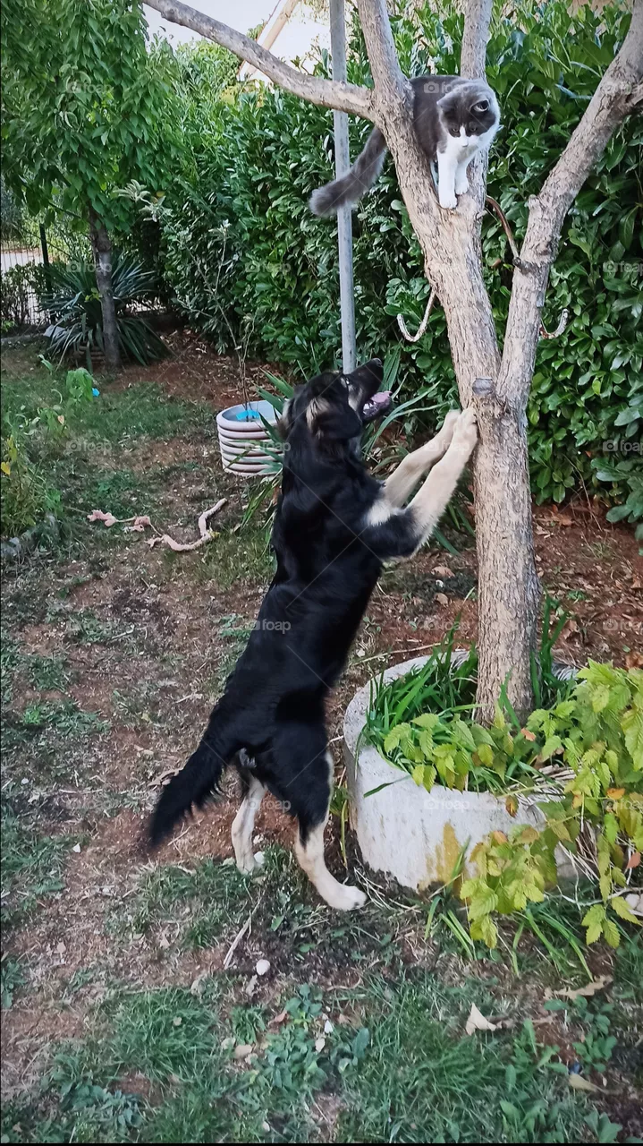 dog hunting cat