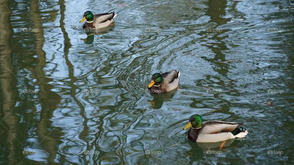 Ducks on a lake in a park in Antwerp, Belgium.