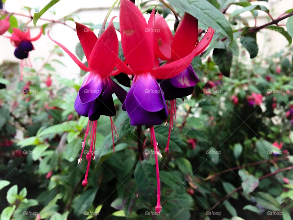 Close-up of flowers blooming in garden