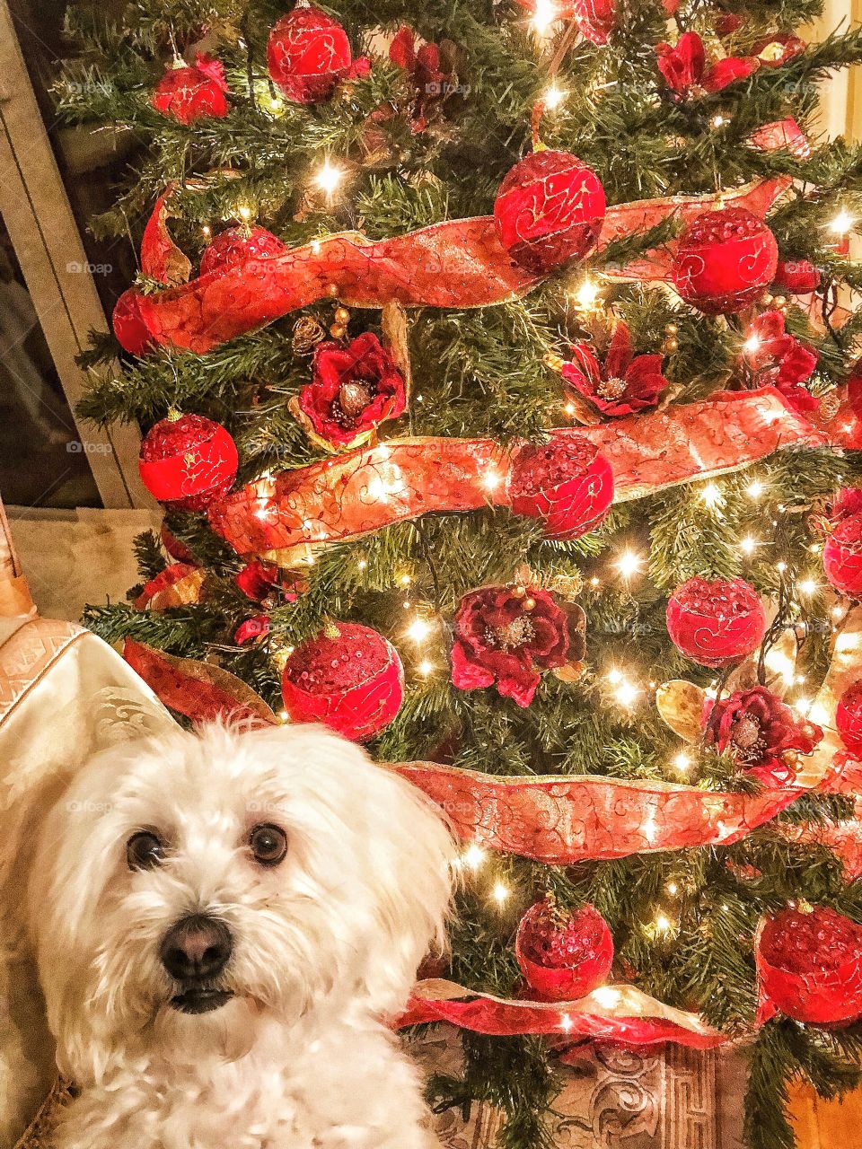 Too excited for Christmas