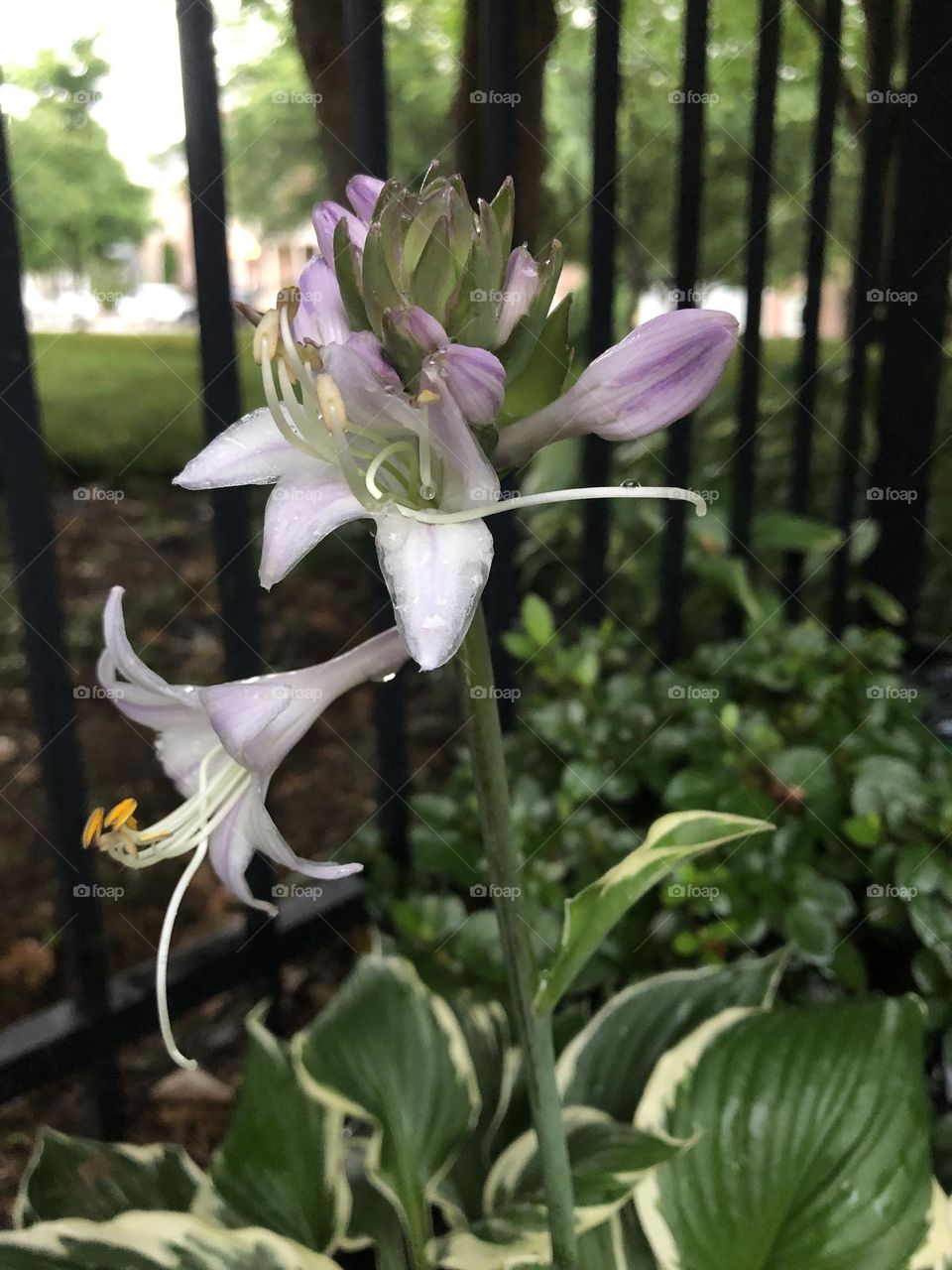 Backyard Hosta Flower