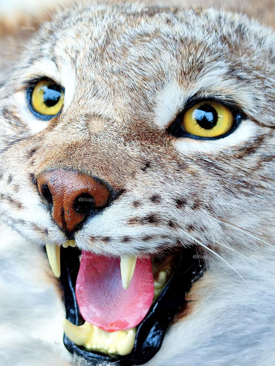Animals. Predators. Lynx. Close-up. A lynx with an open mouth, in which there are sharp teeth, warns before an attack. The yellow eyes of the lynx glow with rage