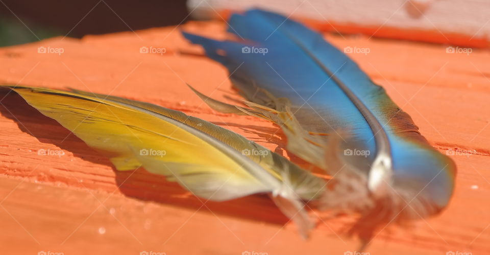 birds of a feather. parrot feathers from Merlin
