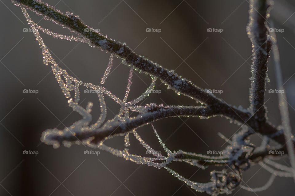 Frozen spider web