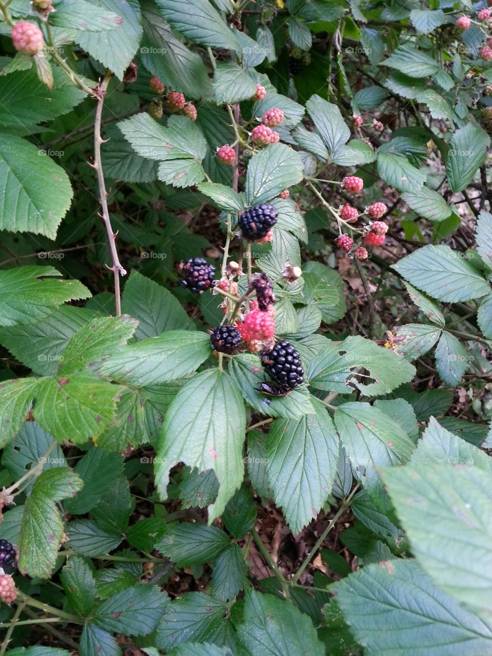 wild blackberry . a close up of wild fruit growing along the memorial park nature trails 