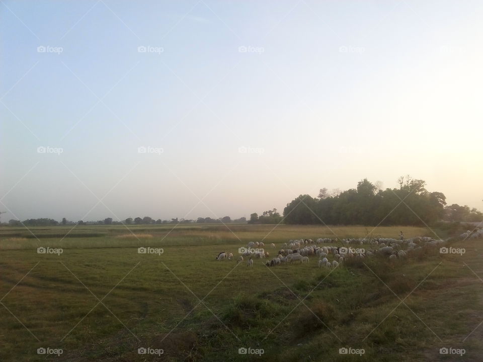 Landscape, No Person, Cropland, Agriculture, Sky